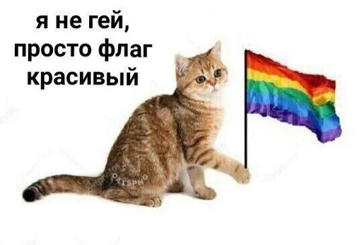 small to medium-sized cats cat rainbow