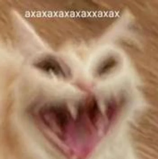 млекопитающее животное кошка