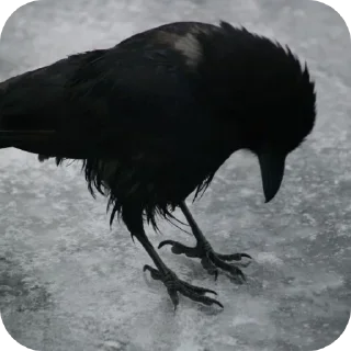 Sticker Больше стиков тут: @stikery4 - 6