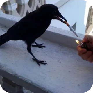 Sticker Больше стиков тут: @stikery4 - 3