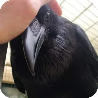 Sticker Больше стиков тут: @stikery4 - 0