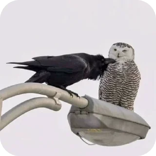 Sticker Больше стиков тут: @stikery4 - 4