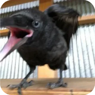 Sticker Больше стиков тут: @stikery4 - 10