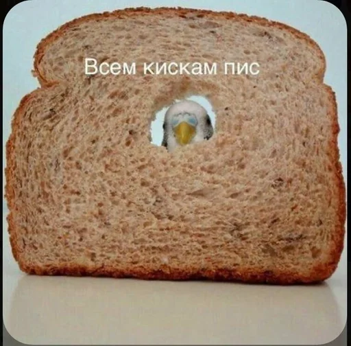 гулнурочка,да :: @fStikBot - text