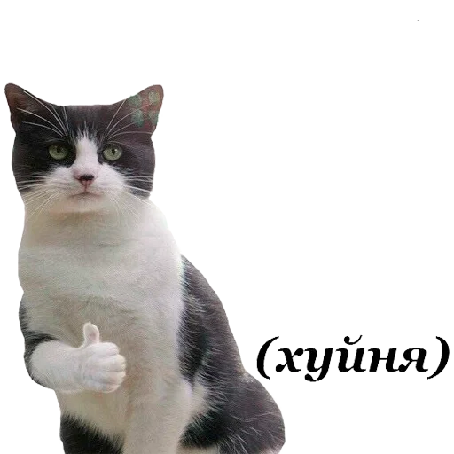 животное млекопитающее домашняя кошка