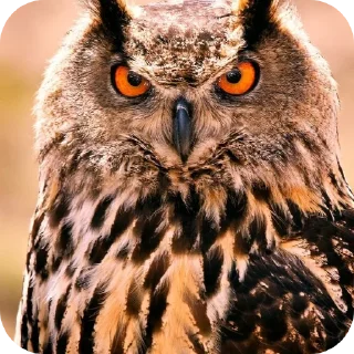 Sticker гусь - 3