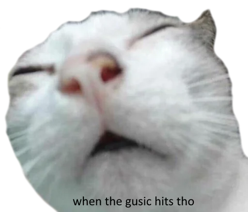 млекопитающее животное кошка