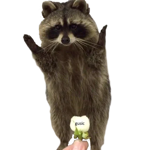 raccoon animal mammal