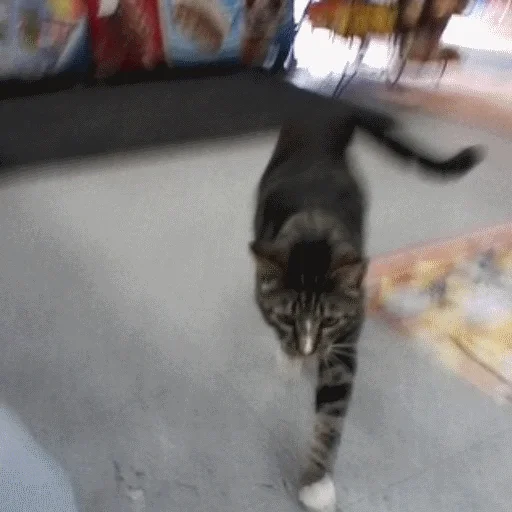 animal mammal small to medium-sized cats