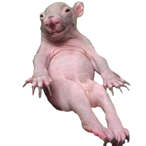 статуя млекопитающее животное