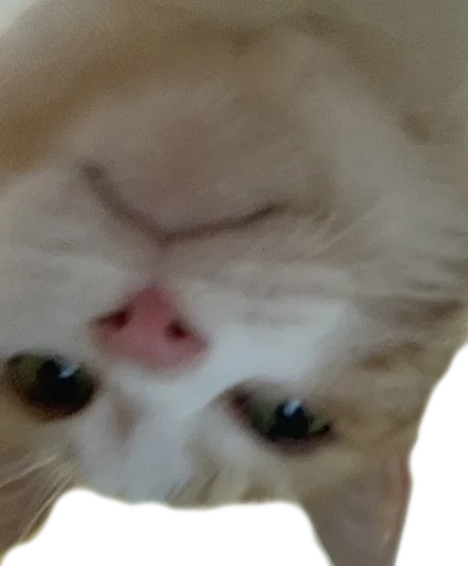 животное кошка млекопитающее