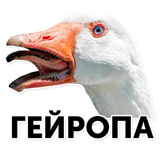 животное гусь птица