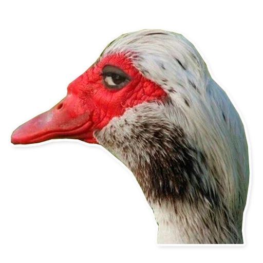 гуси-хуюси - animal