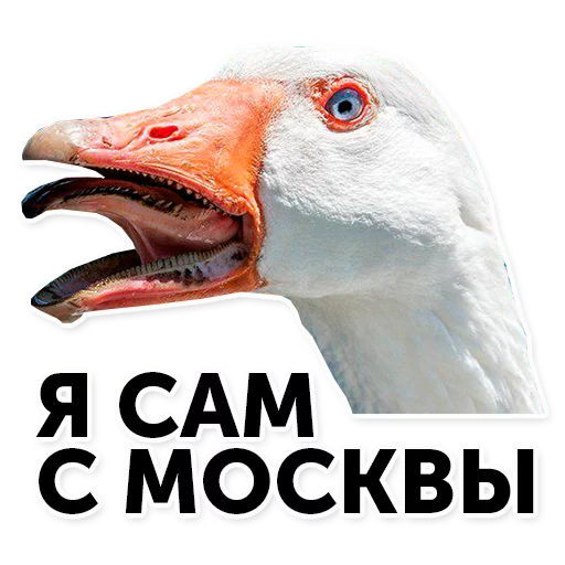 животное гусь СМС