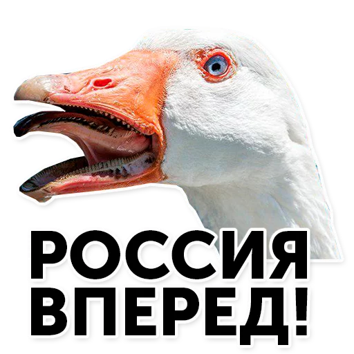 животное гусь СМС