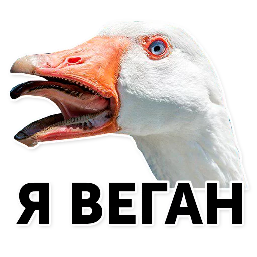 животное гусь птица