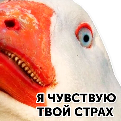 животное водная птица птица