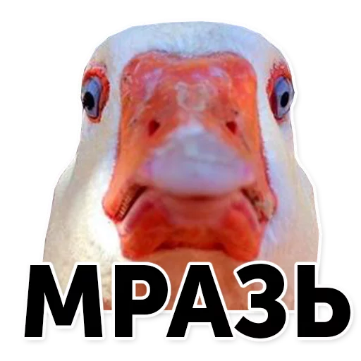 животное водная птица гусь