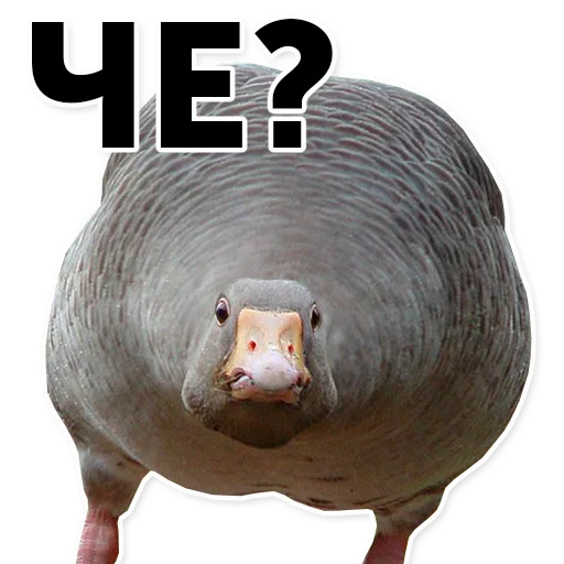 животное гусь млекопитающее