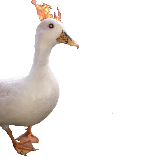 животное птица водная птица