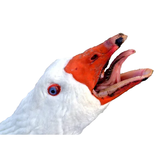 animal bird aquatic bird