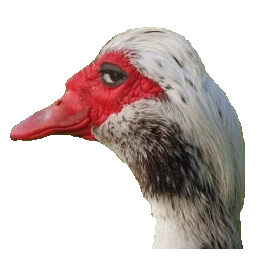 Гуси Хуюси - животное