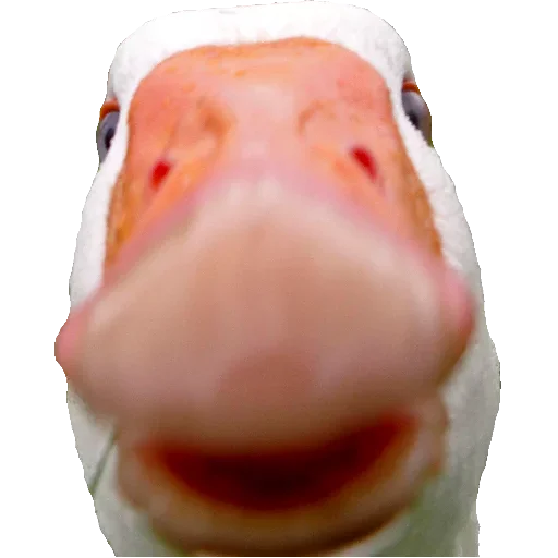 плоть животное