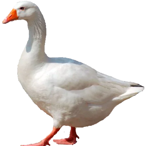 животное птица водная птица