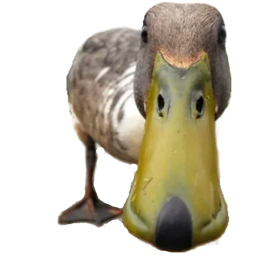 животное водная птица утка