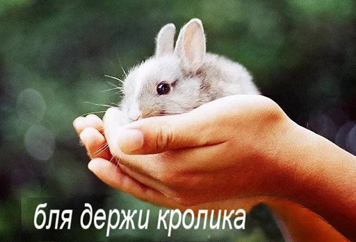 animal mammal rabbits and hares