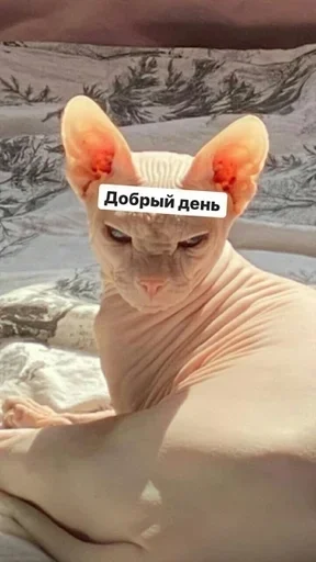 млекопитающее животное СМС