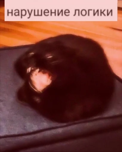 млекопитающее прокладка чёрный