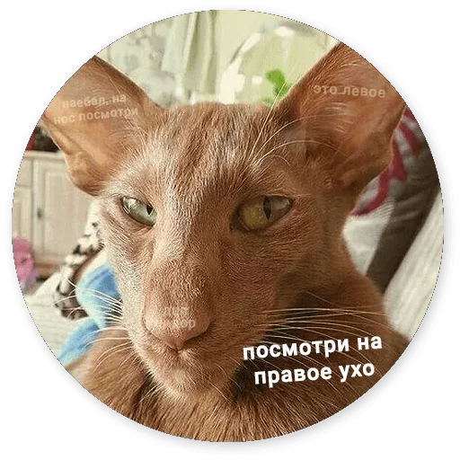 животное домашняя кошка кошки малого и среднего размера