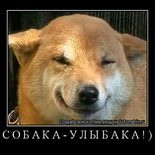 млекопитающее животное СМС