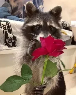 Sticker Стикеры тут 👉 @Femoji - 2