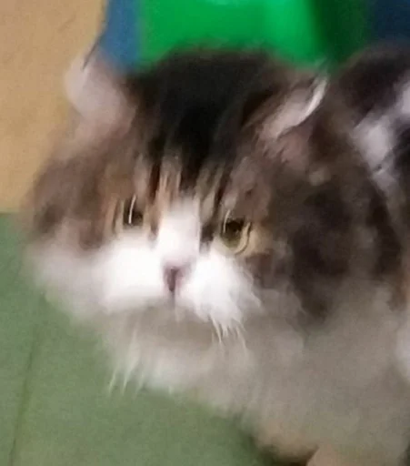 животное млекопитающее кошка