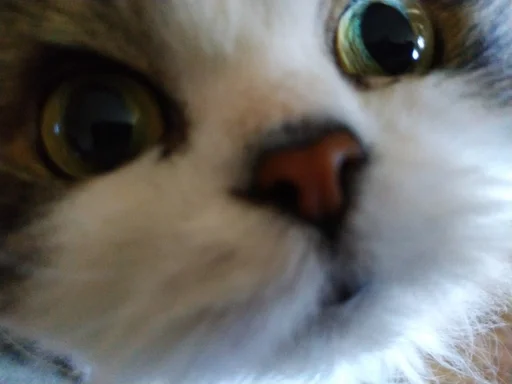 животное млекопитающее кошка