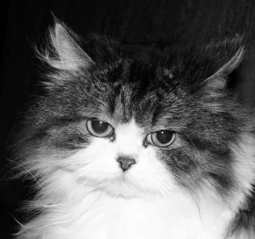 животное млекопитающее кошка