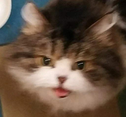 кошки малого и среднего размера млекопитающее кошка