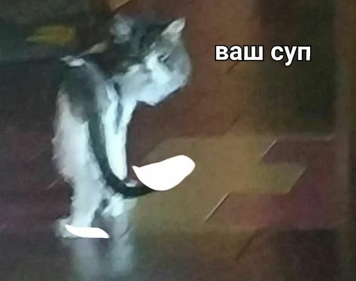 животное млекопитающее кошки малого и среднего размера