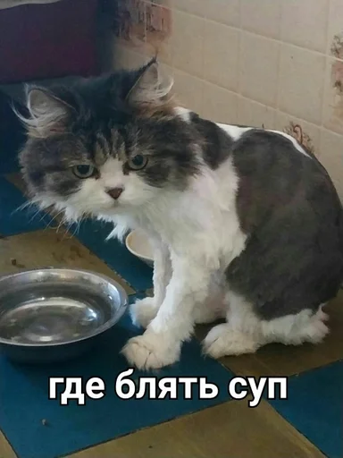 комнатный кошки малого и среднего размера кошачьи