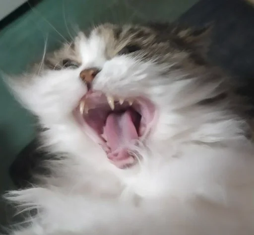 млекопитающее животное кошки малого и среднего размера