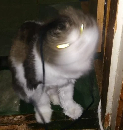 комнатный кошки малого и среднего размера кошачьи