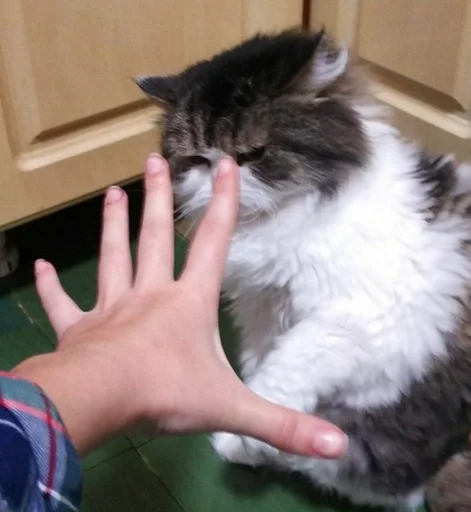 Человек млекопитающее кошки малого и среднего размера