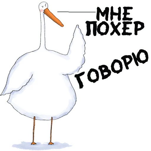 aquatic bird animal bird