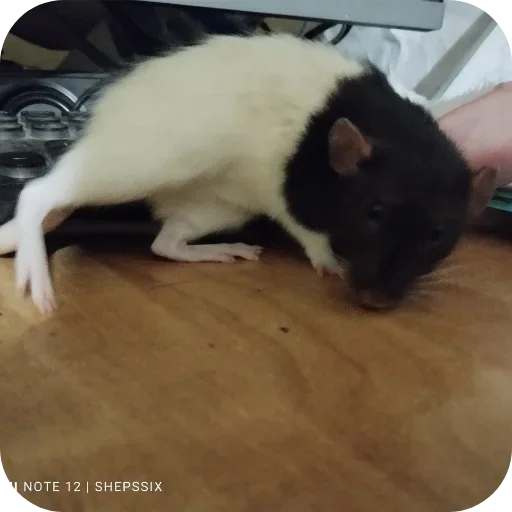 Sticker hWYdOzq_by_achestickbot - 1