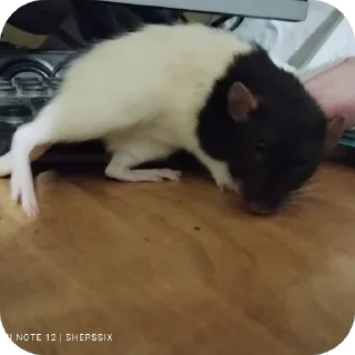 Sticker Больше стиков тут: @stikery4 - 2