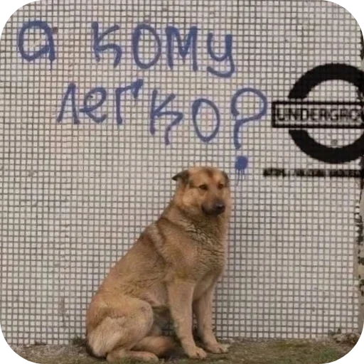 Sticker hWhoVxd_by_achestickbot - 1