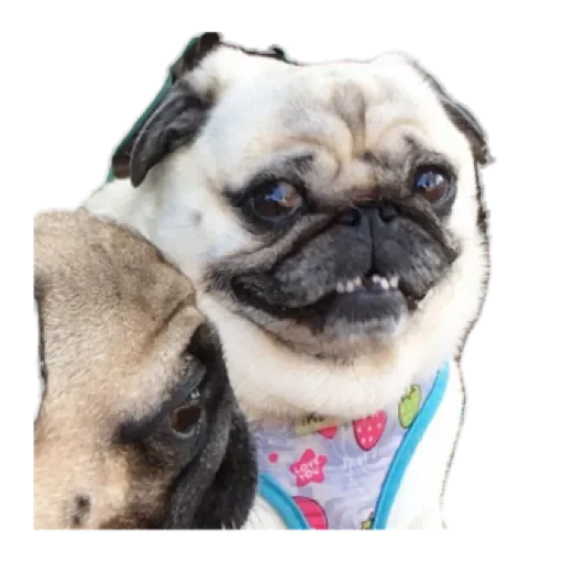 Мемы на все случи жи by @stqrapp - 