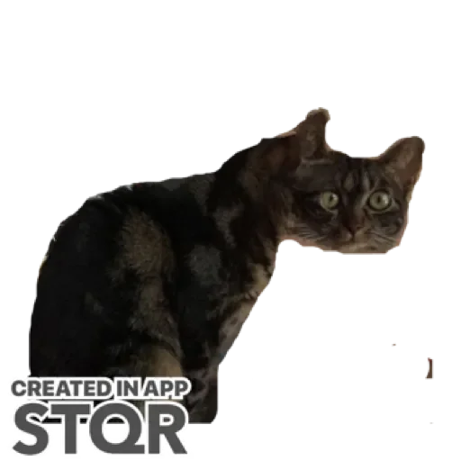 Sticker hYXxRhwExtRR_by_stqr_bot - 1